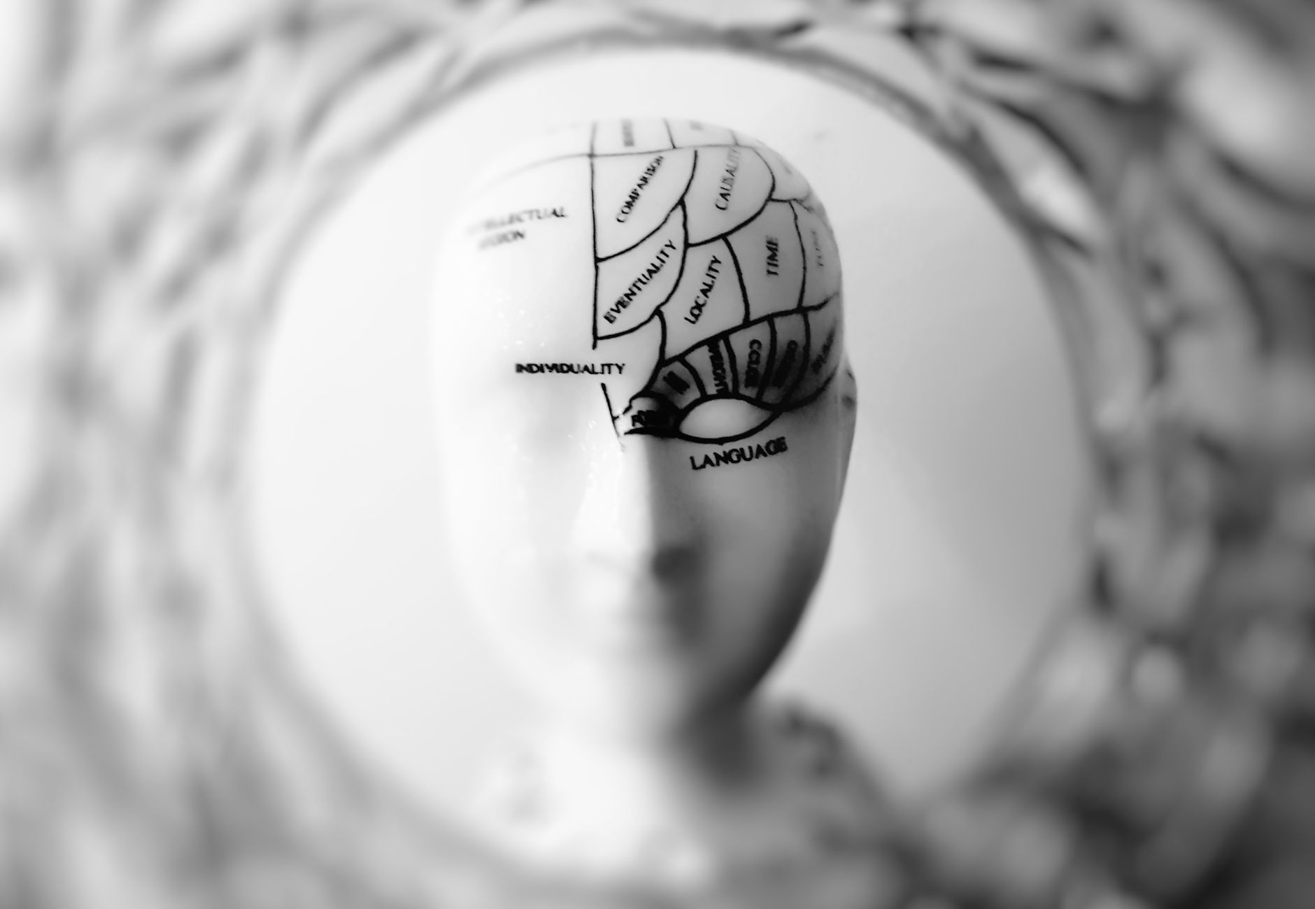 Close-up black and white image of a phrenology head with brain sections labeled.